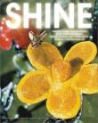 Shine (bilingual: dutch & english)